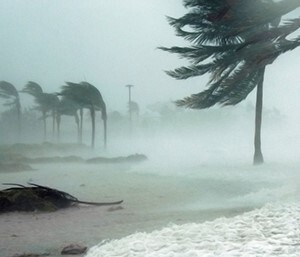 Florida Hurricane Palm trees during a storm by the ocean.