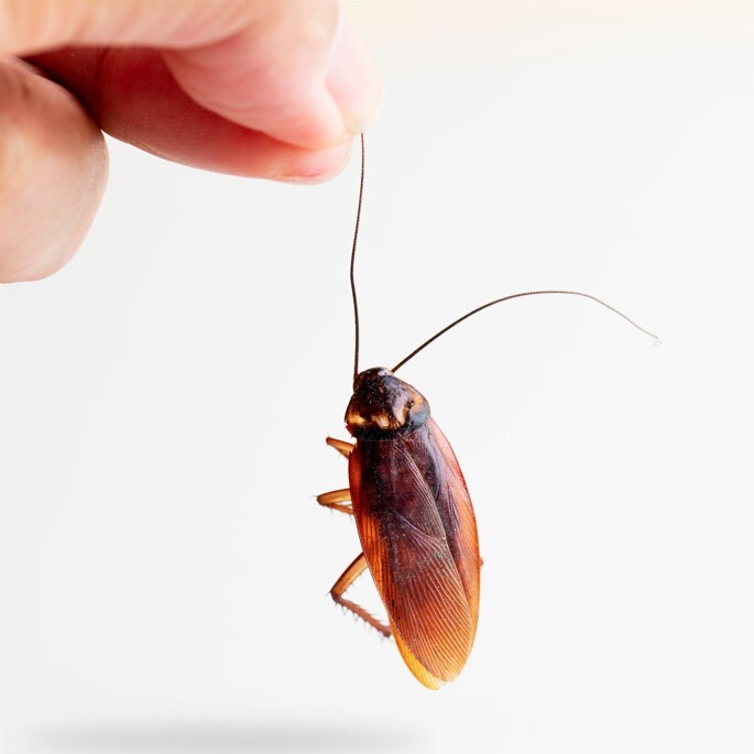 A hand holding the antenna of a palmetto bug.