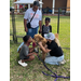 Kids love on a mini cow.