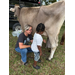  A woman helping a young kid milk a cow. 